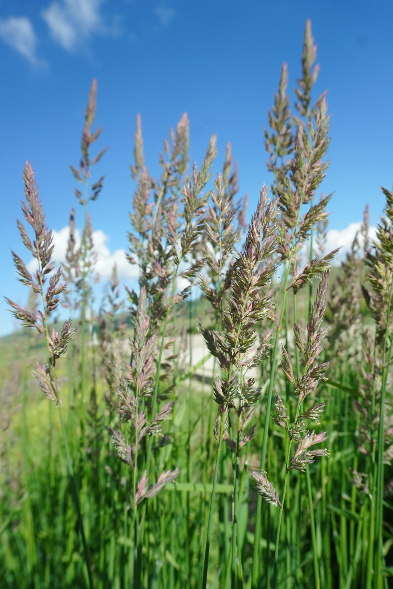 Phalaris arundinacea